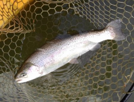 大安トラウトレイク 釣果